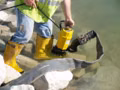 2026 Wacker Neuson PS2 800 (5000620436) - Image 2